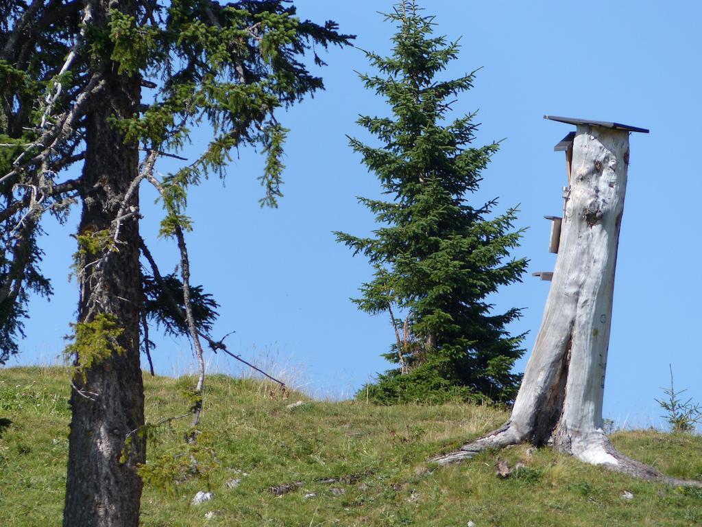 Haus Resi Daire Berwang Dış mekan fotoğraf